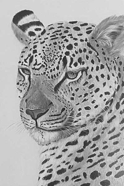 Leopardenschönheit von Susanne Hoos